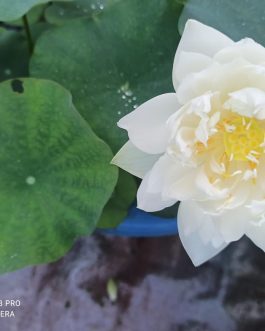 Red commandar and peony fairy lotus tuber combo ( 2 tubers)