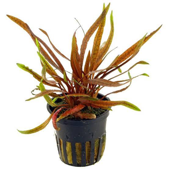 Cryptcoryne Sp Tiger(single plant pot)