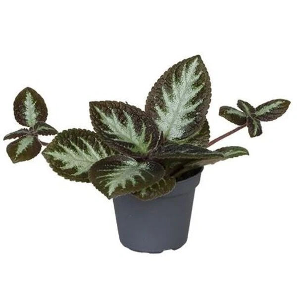 Episcia Silver Shield- Red Flower