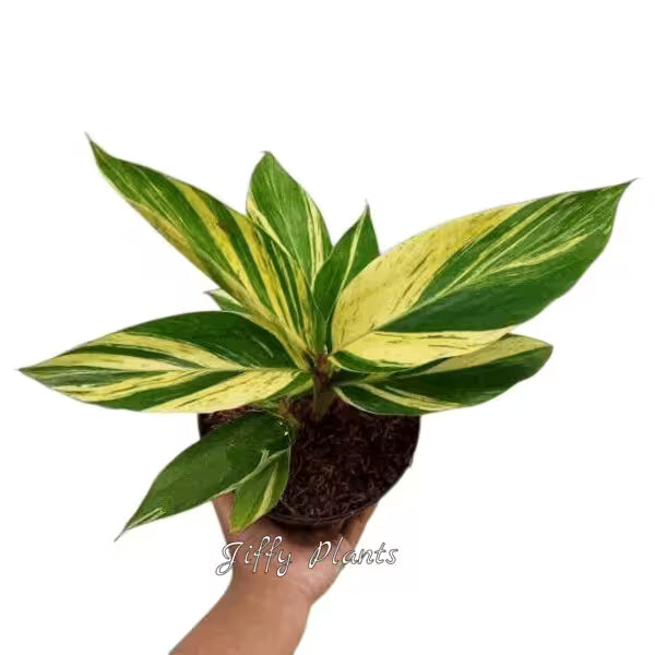 Variegated Shell Ginger, Alpinia zerumbet ‘Variegata’