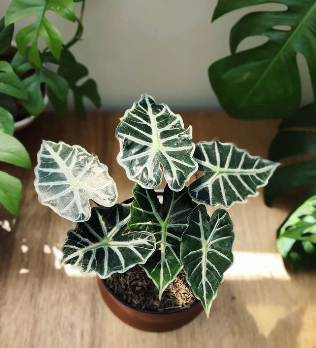Alocasia 'Parasol'