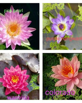 Waterlily 4 plants Combo