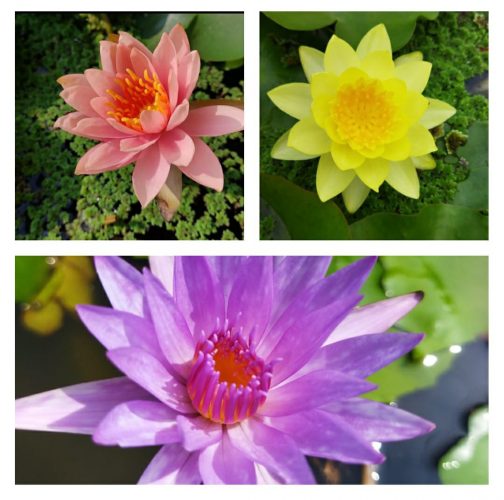 Water lily 3 plants combo (Colorado,Chromptella,Islamorada )