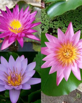 Miami rose, junelison, key largo, waterlilly tuber plant combo ( 3 tuber plants)