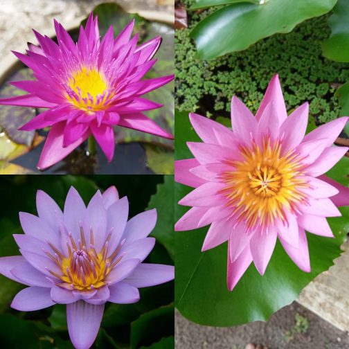 Miami rose, junelison, key largo, waterlilly tuber plant combo ( 3 tuber plants)