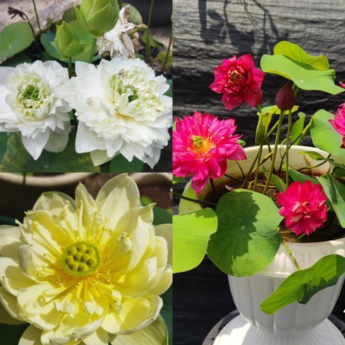Yellow Prior Pink, White Peony, Affection 16 lotus tuber combo