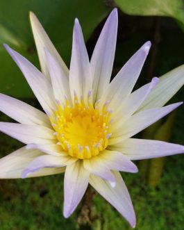 Waterlily- 3 plants combo