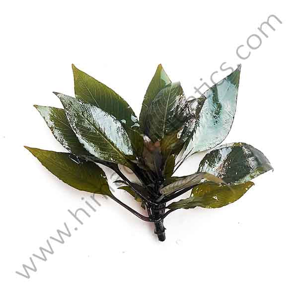 Hygrophila Corymbosa 'Compacta'/ Hygrophila 'Compact' (1 stem)