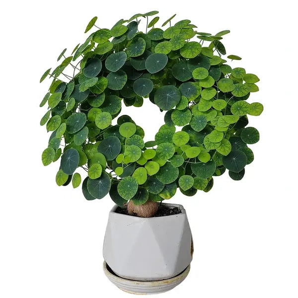 Stephania Erecta - Rare