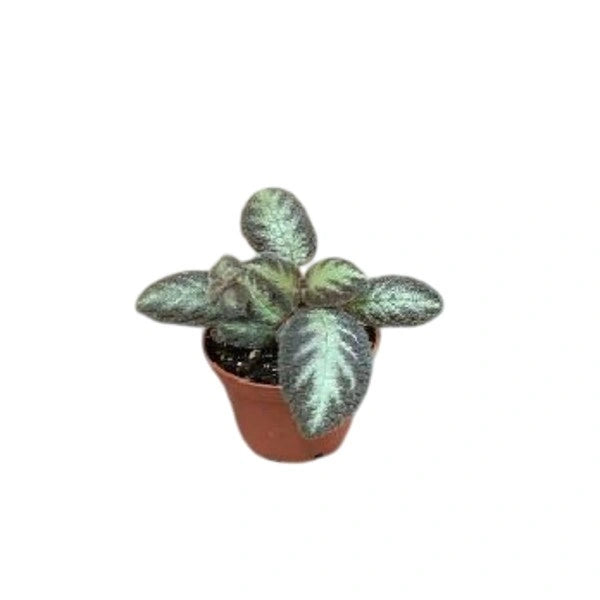 Episcia Costa Rica - Pink Flower