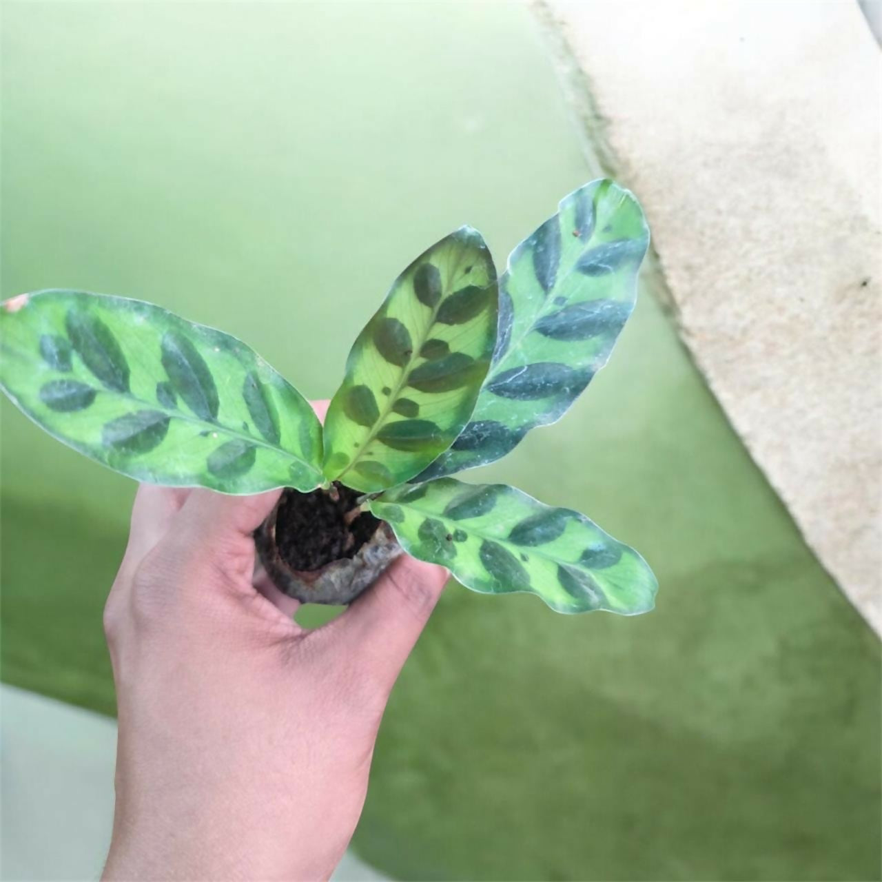 Calathea Rattlesnake –Jiffy sized