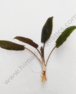 Cryptocoryne wendtii tropica (single plant)