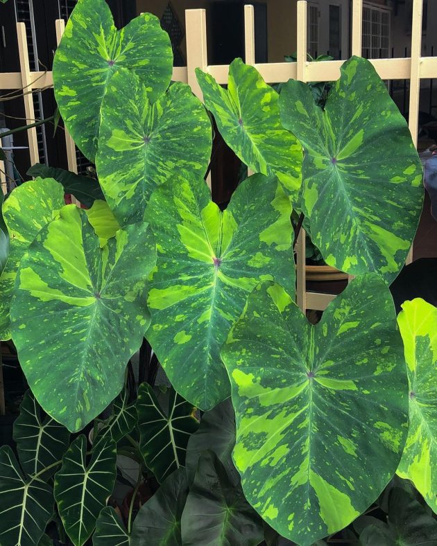 Colocasia esculenta 'Lemon-Lime Gecko'