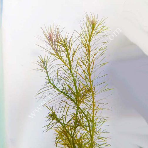 Rotala wallichii/ Whorly Rotala (6 stems)