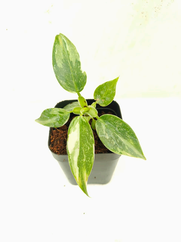 Philodendron White Wizard foliage detail – healthy tissue culture houseplant – Foliages India