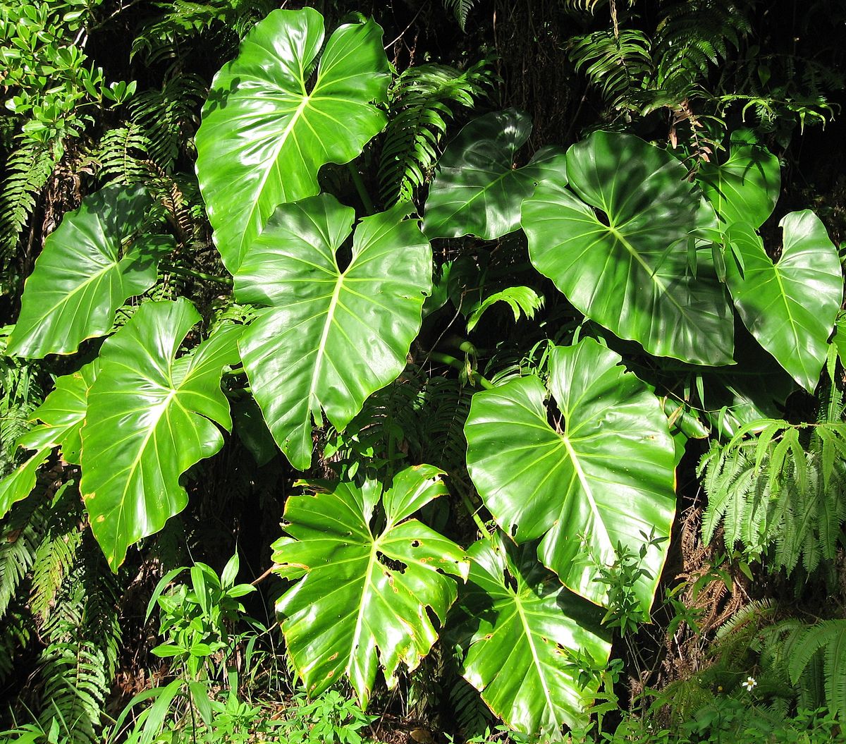 Philodendron Giganteum