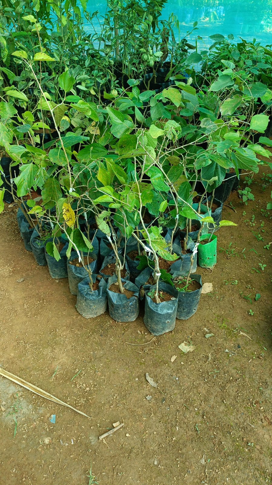 Kingwhite Mulberry Fruit Plant - Keyfarm Wayanad