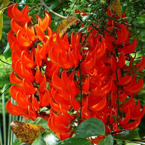 Jade Wine - Red