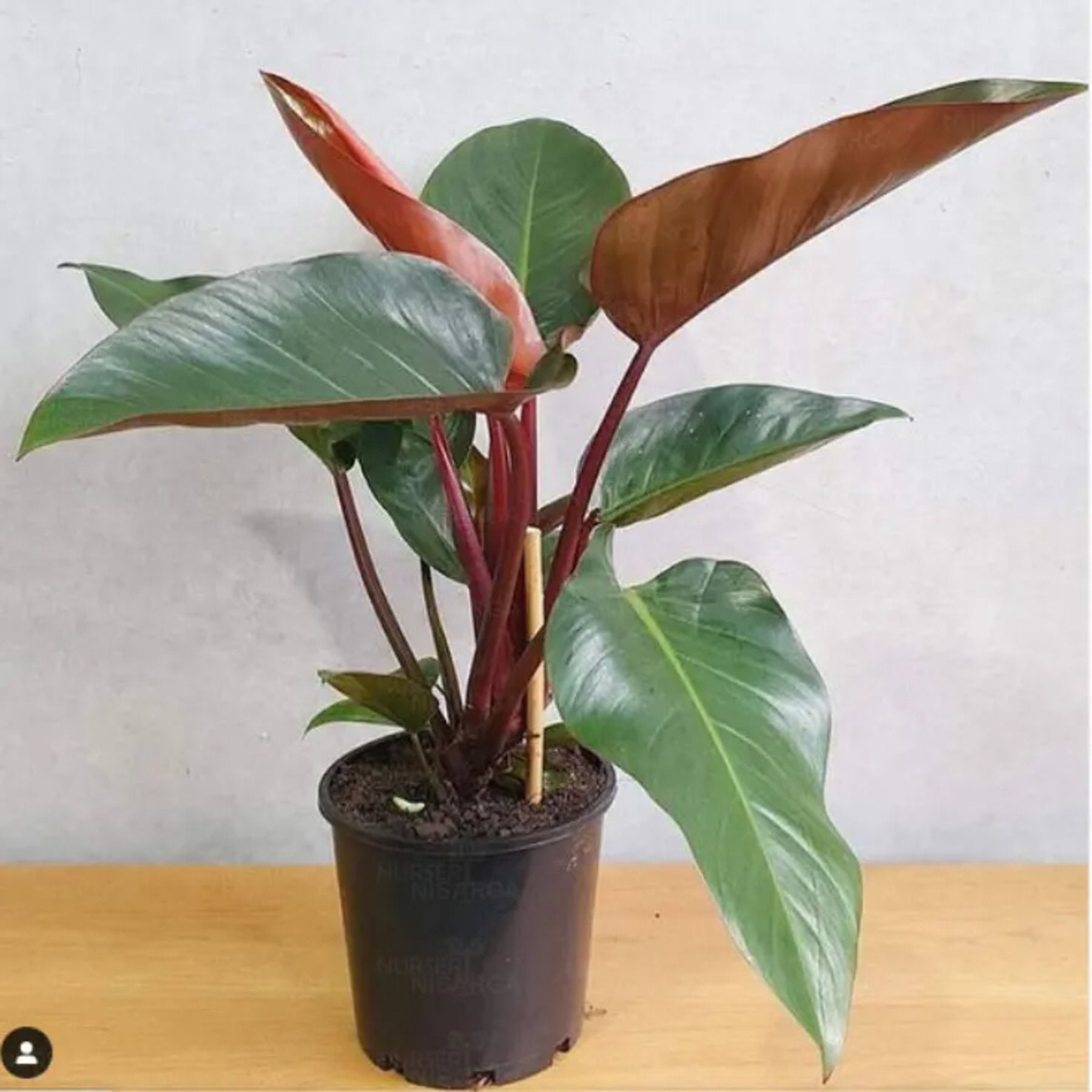 Philodendron Red Congo close up leaf detail – healthy nursery plant – Foliages.in