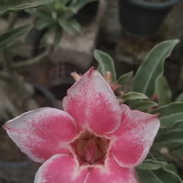 Adenium Plant - 124