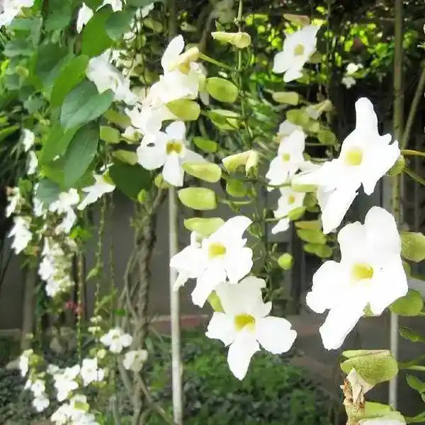 Thunbergia "grandiflora alba" (White) | Thunbergia "whitelady" | Bengal Clockvine - Plant
