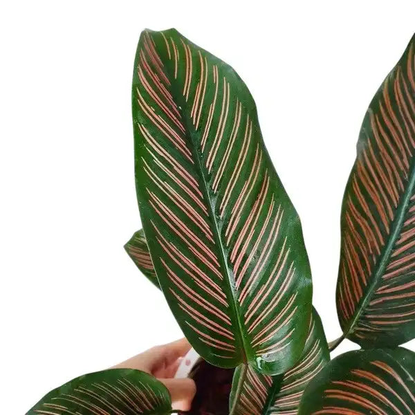 Calathea Majestica Roseo Lineata