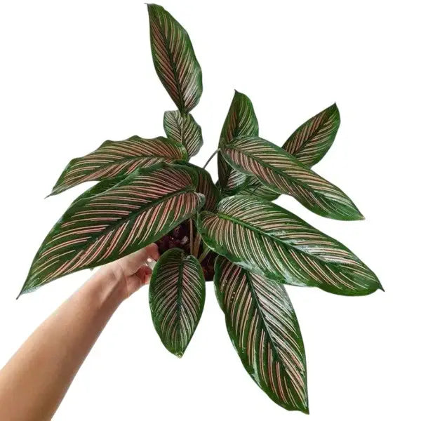Calathea Majestica Roseo Lineata