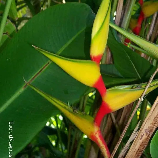 Heliconia Nappi Yellow