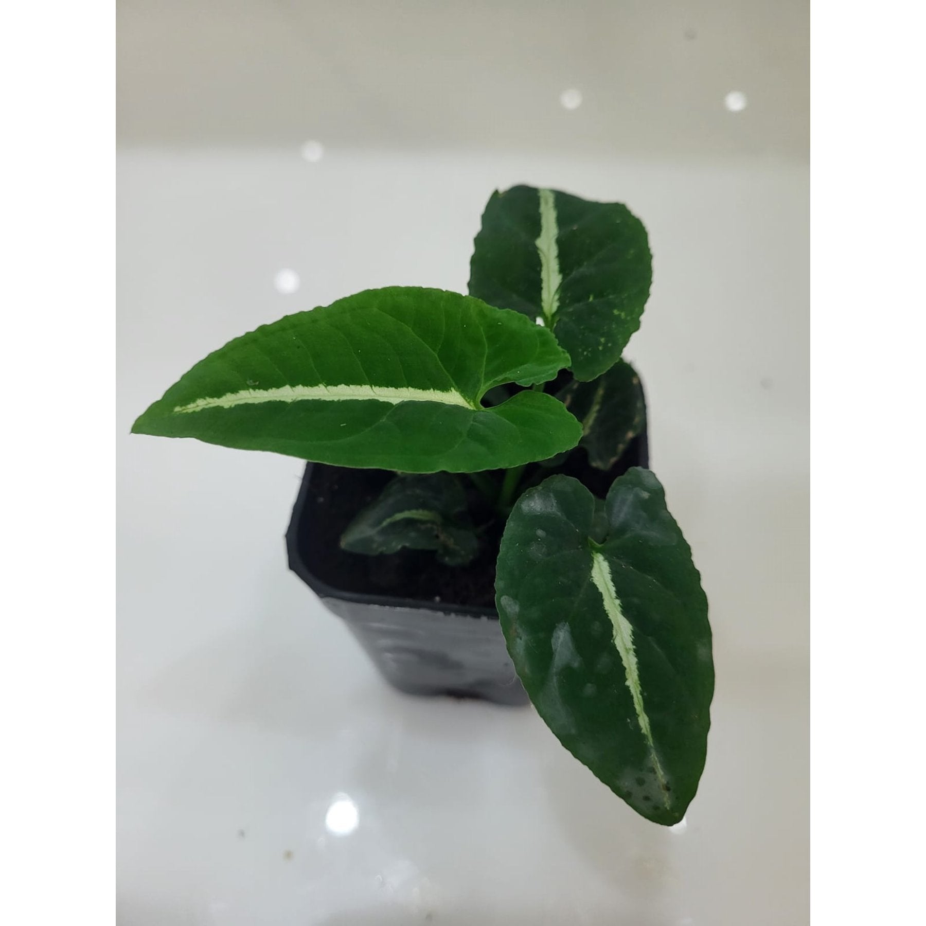 Syngonium Wendlandii potted indoor plant – ships pan-India