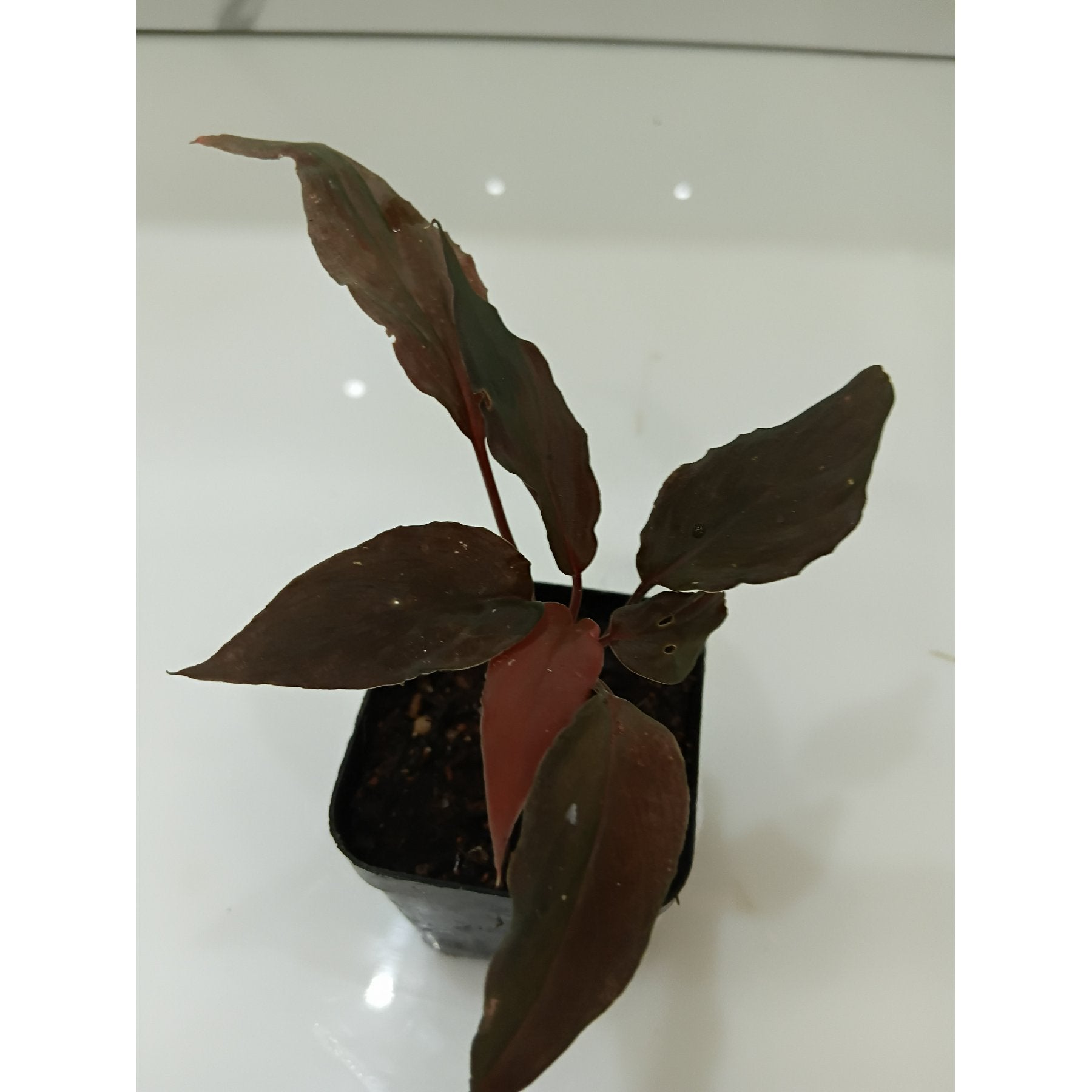 Homolomena Humilis Red leaf details and texture – healthy indoor plant