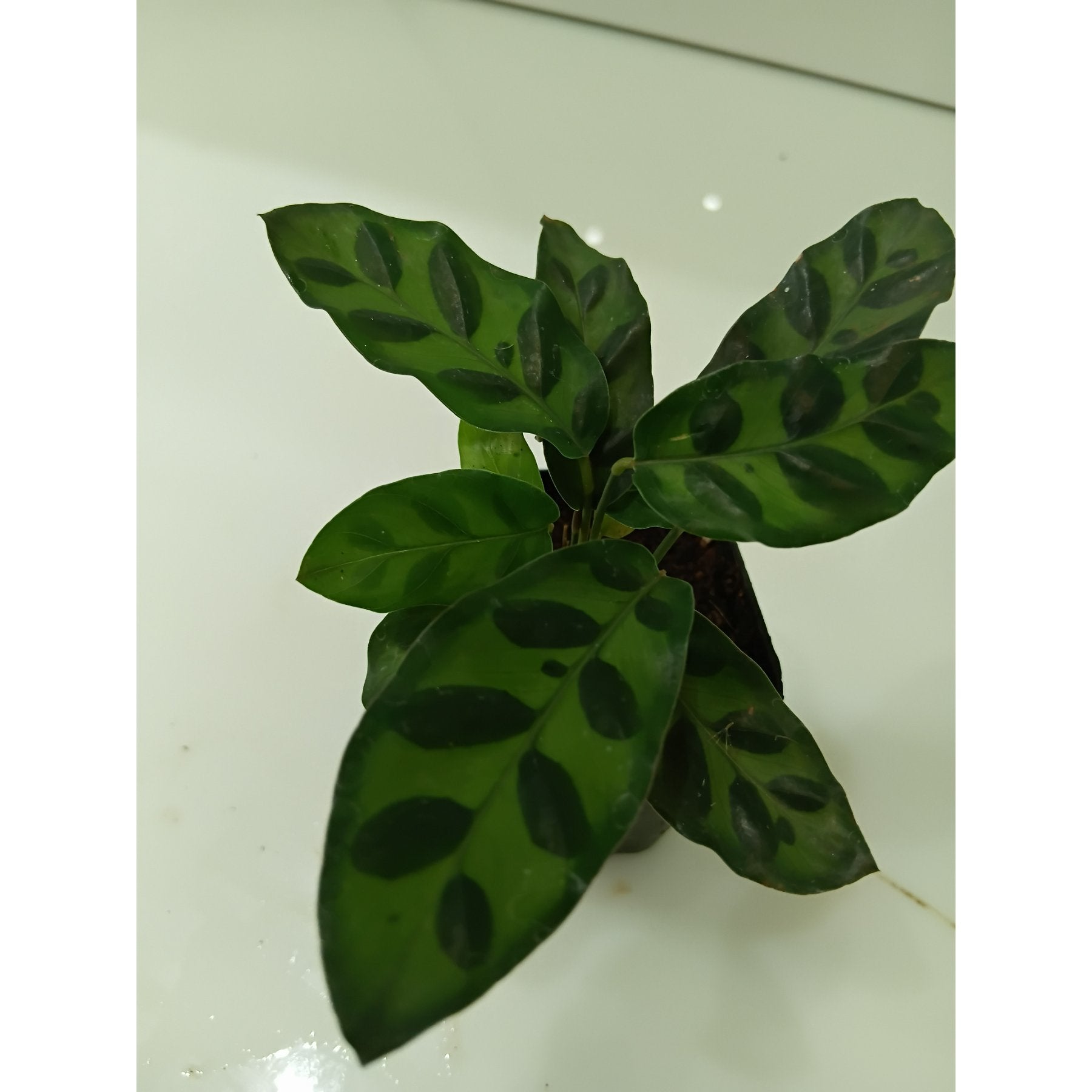 Calathea Insignise potted indoor plant – ships pan-India