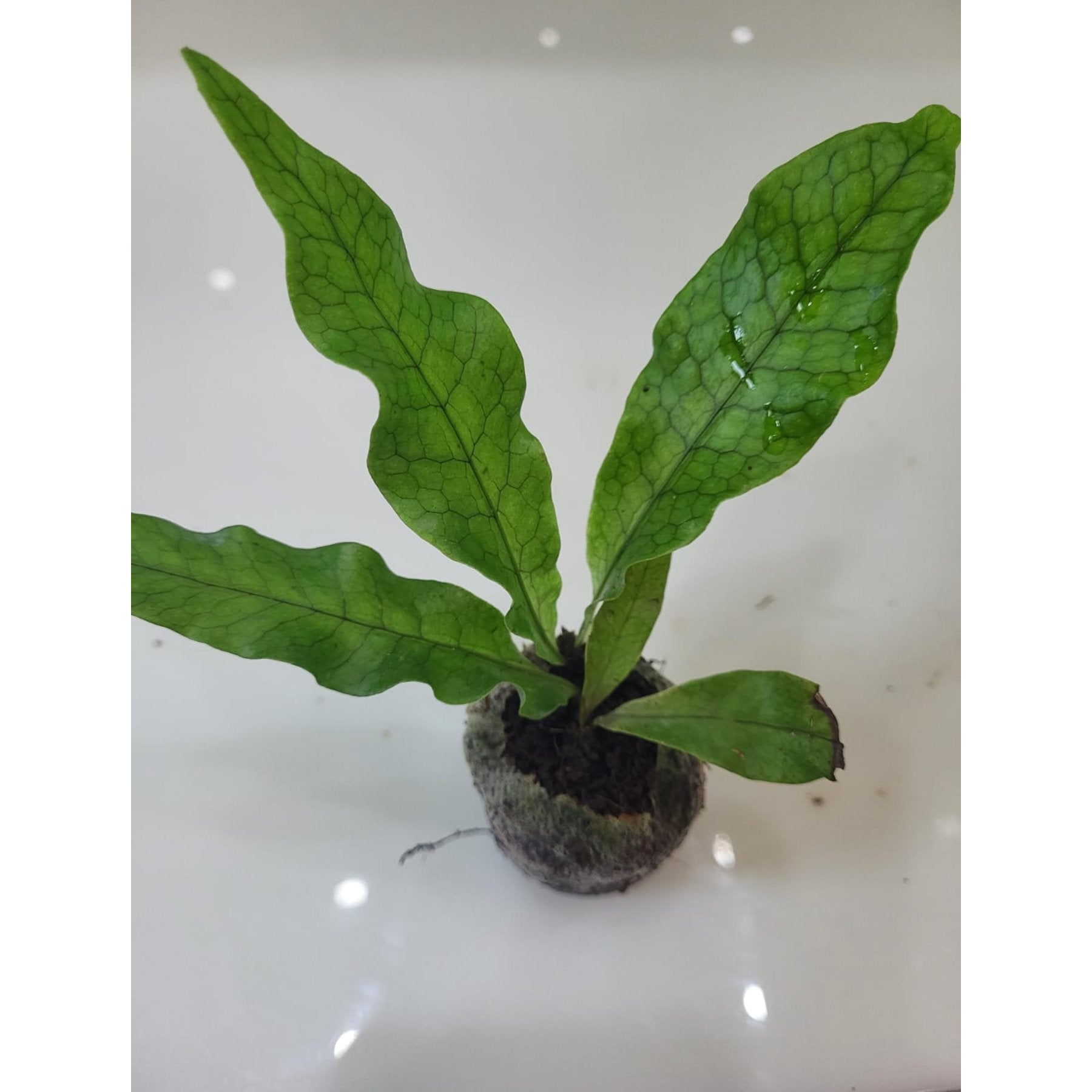 Crocodylus Fern potted indoor plant – ships pan-India