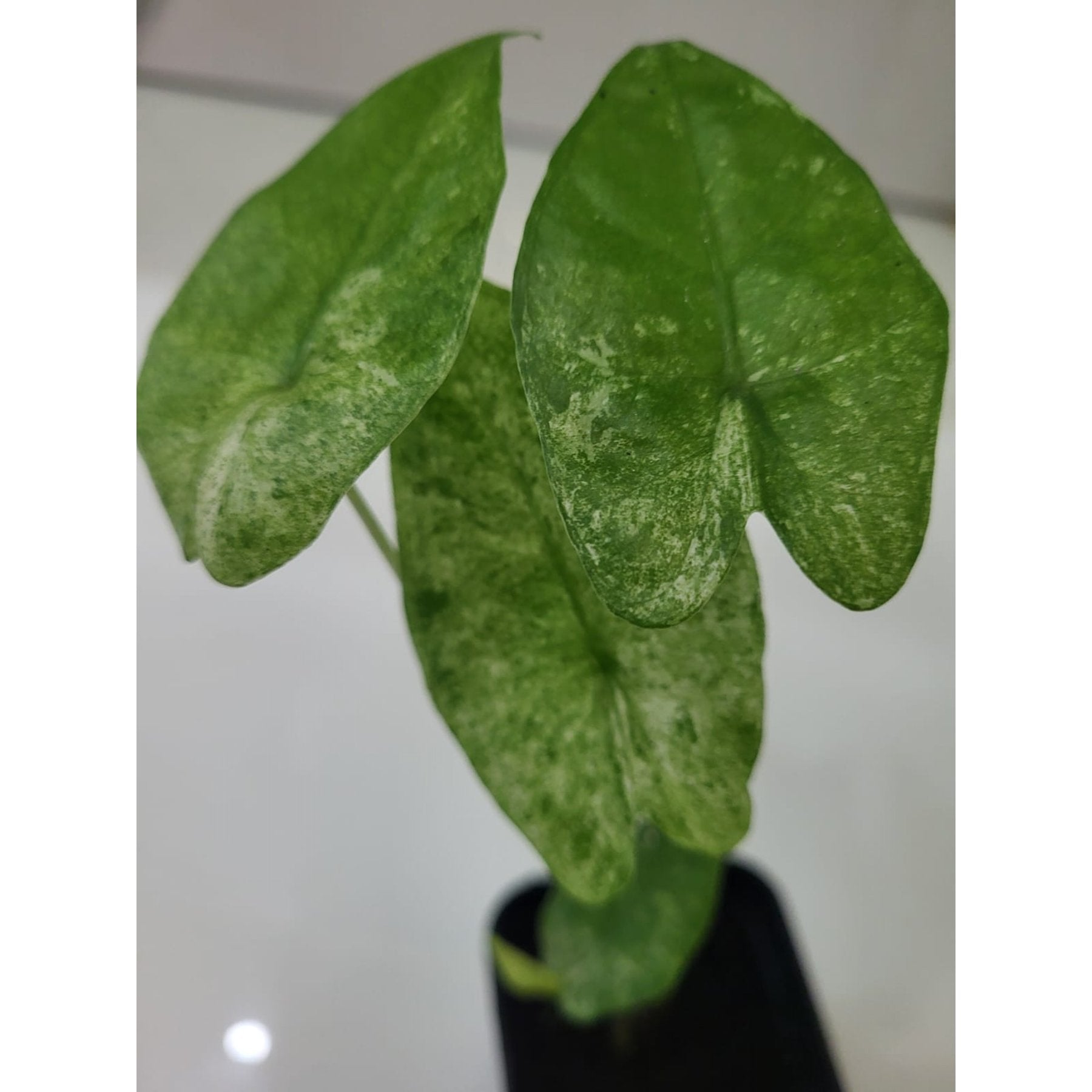 Alocasia Odora Batik Variegated potted indoor plant – ships pan-India