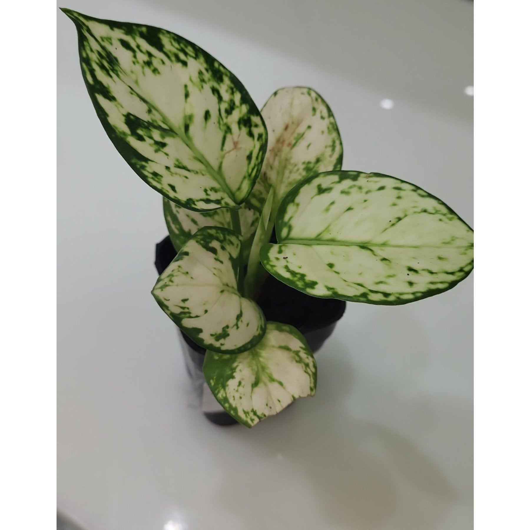 Aglaonema Super White potted indoor plant – ships pan-India