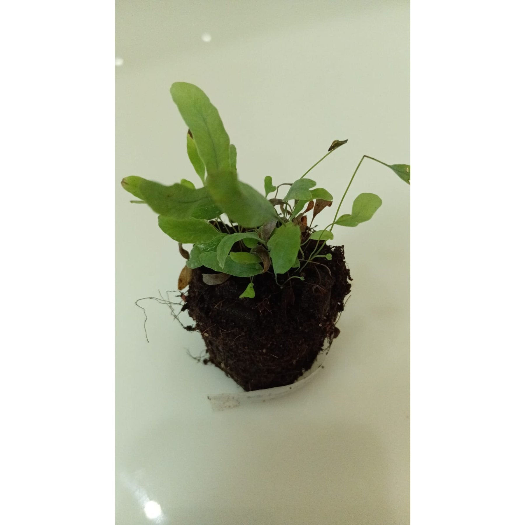 Blue Star Fern leaf details and texture – healthy indoor plant