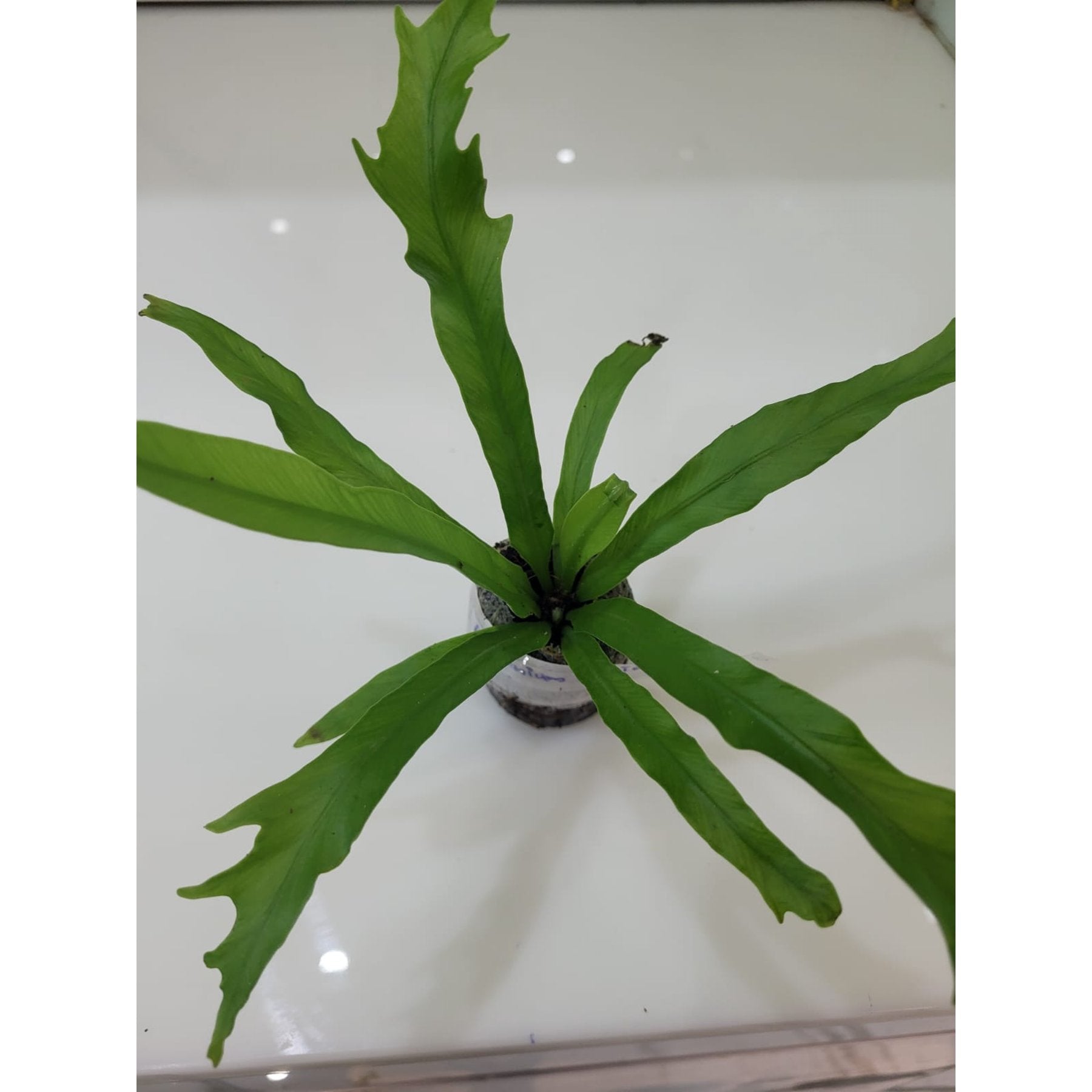Asplenium Gioia potted indoor plant – ships pan-India