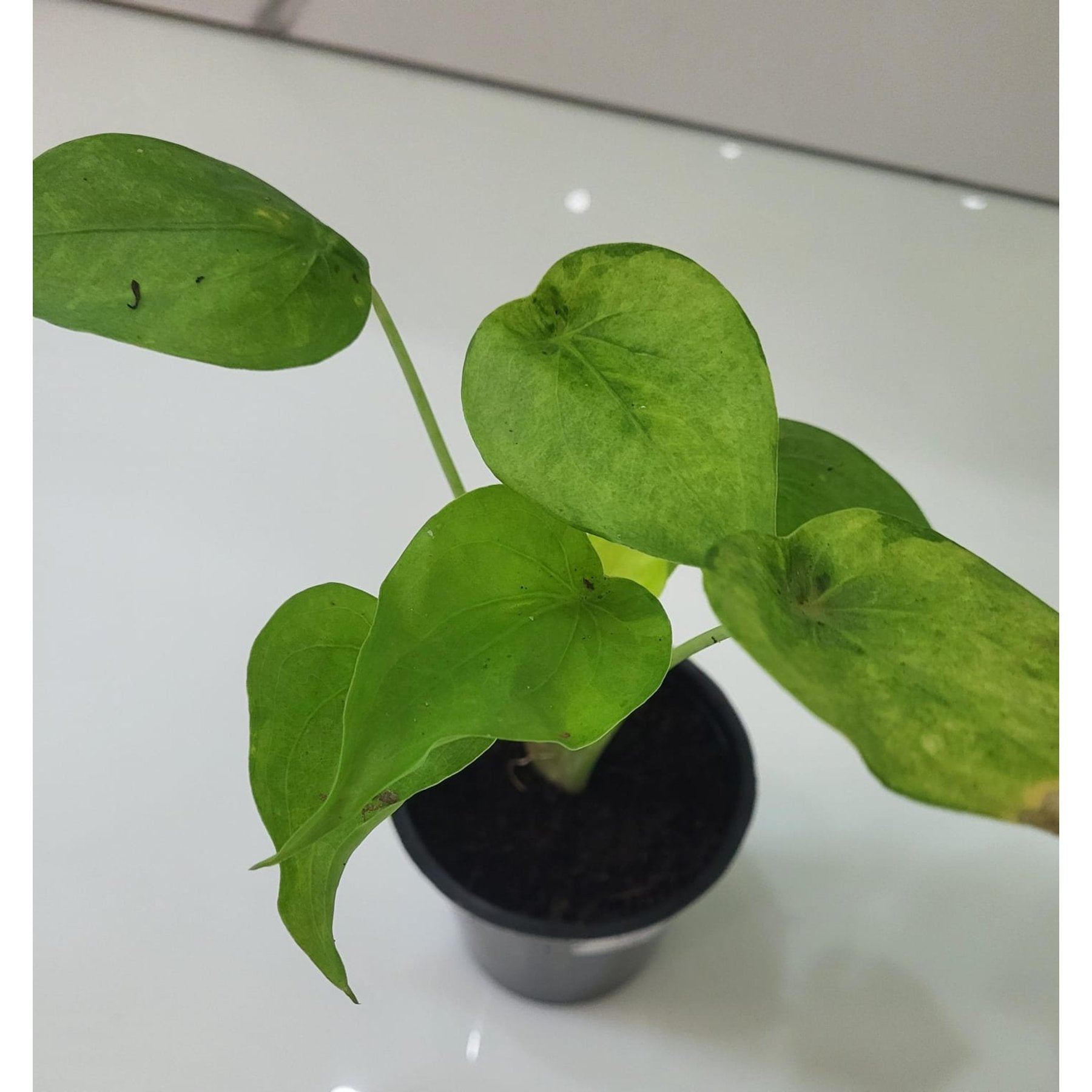 Alocasia Cucullata Golden leaf details and texture – healthy indoor plant