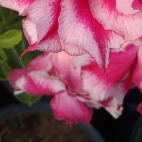 Adenium Plant - 136