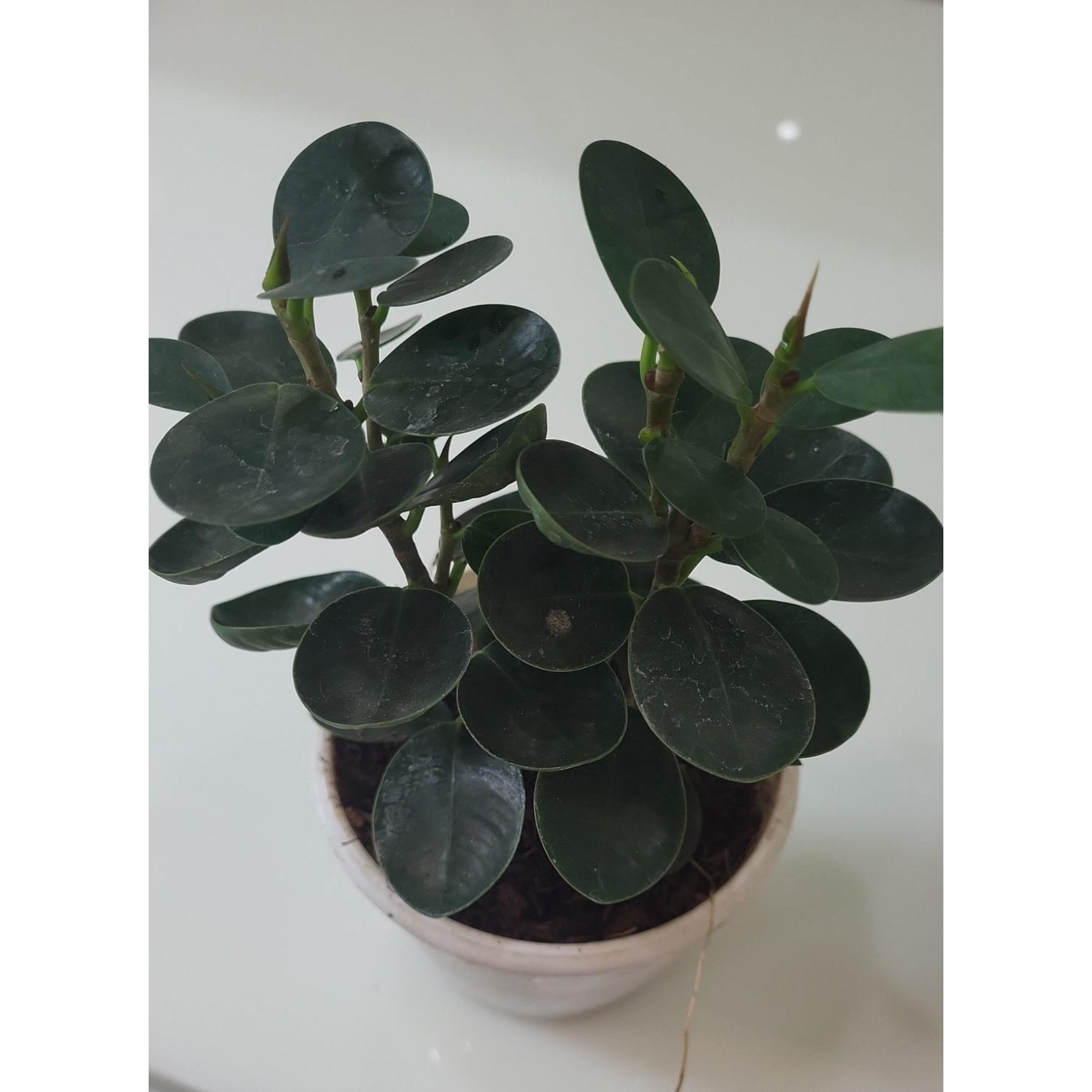 Ficus Microcarpa Compacta healthy live foliage plant – Foliages India