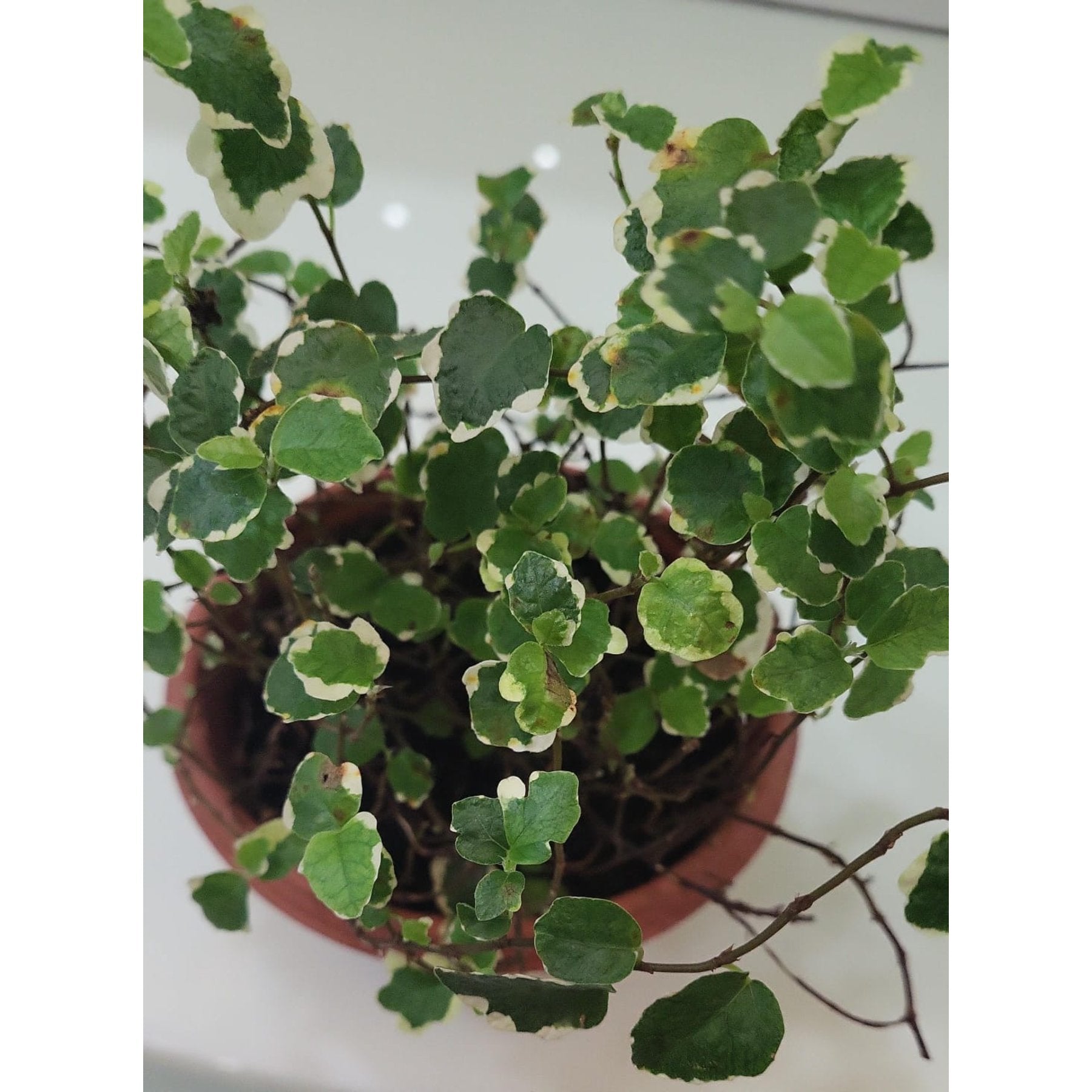Ficus Pumila Variegated healthy live foliage plant – Foliages India