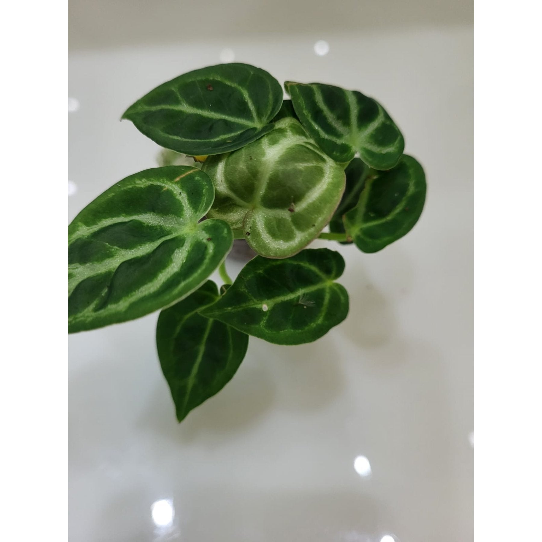 Anthurium Dorayaki potted indoor plant – ships pan-India
