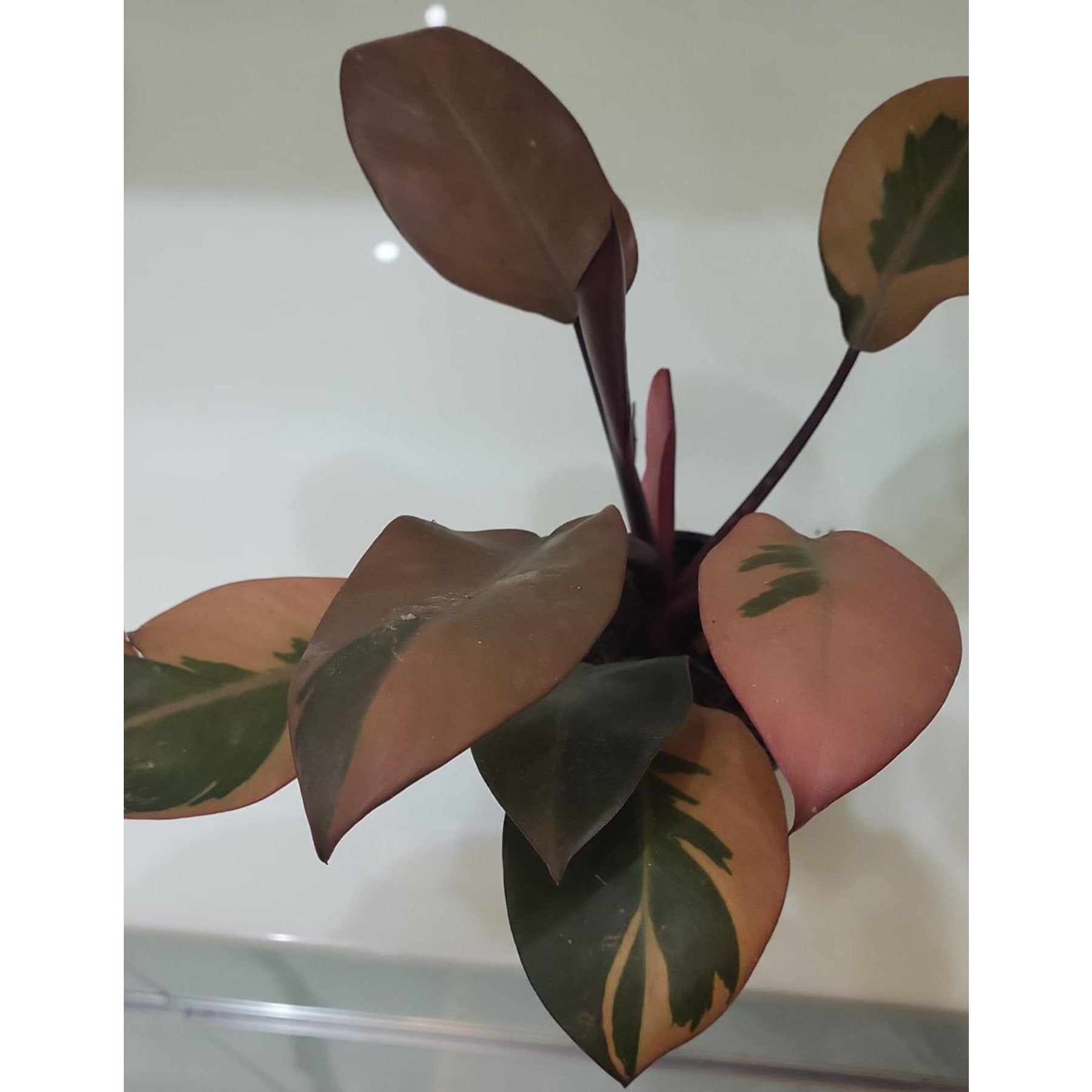 Philodendron Black Cardinal Variegated leaf details and texture – healthy indoor plant
