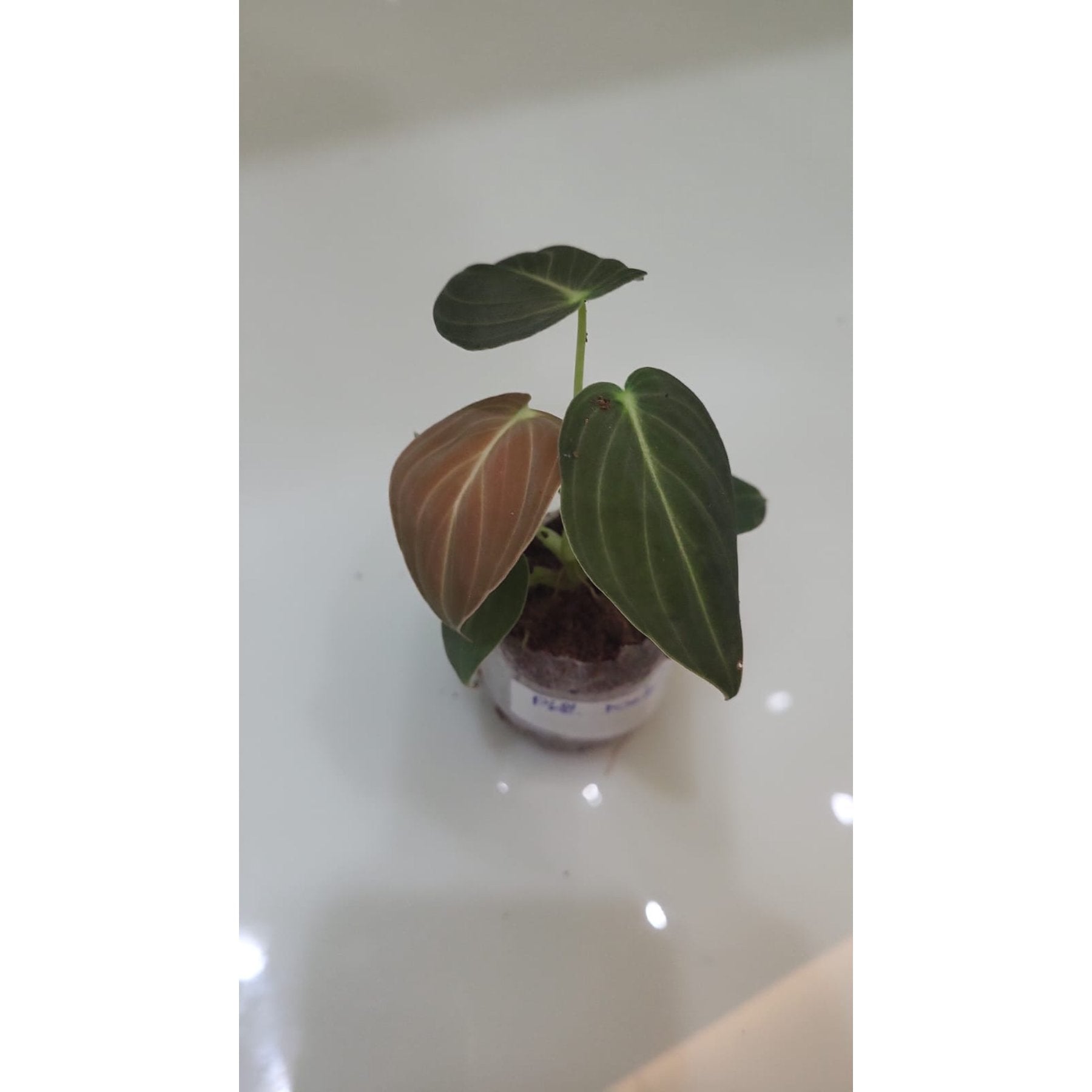 Philodendron Melanochrysum potted indoor plant – ships pan-India