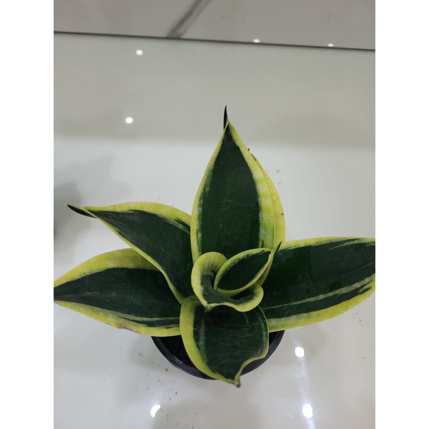 Sansevieria Golden Honey potted indoor plant – ships pan-India