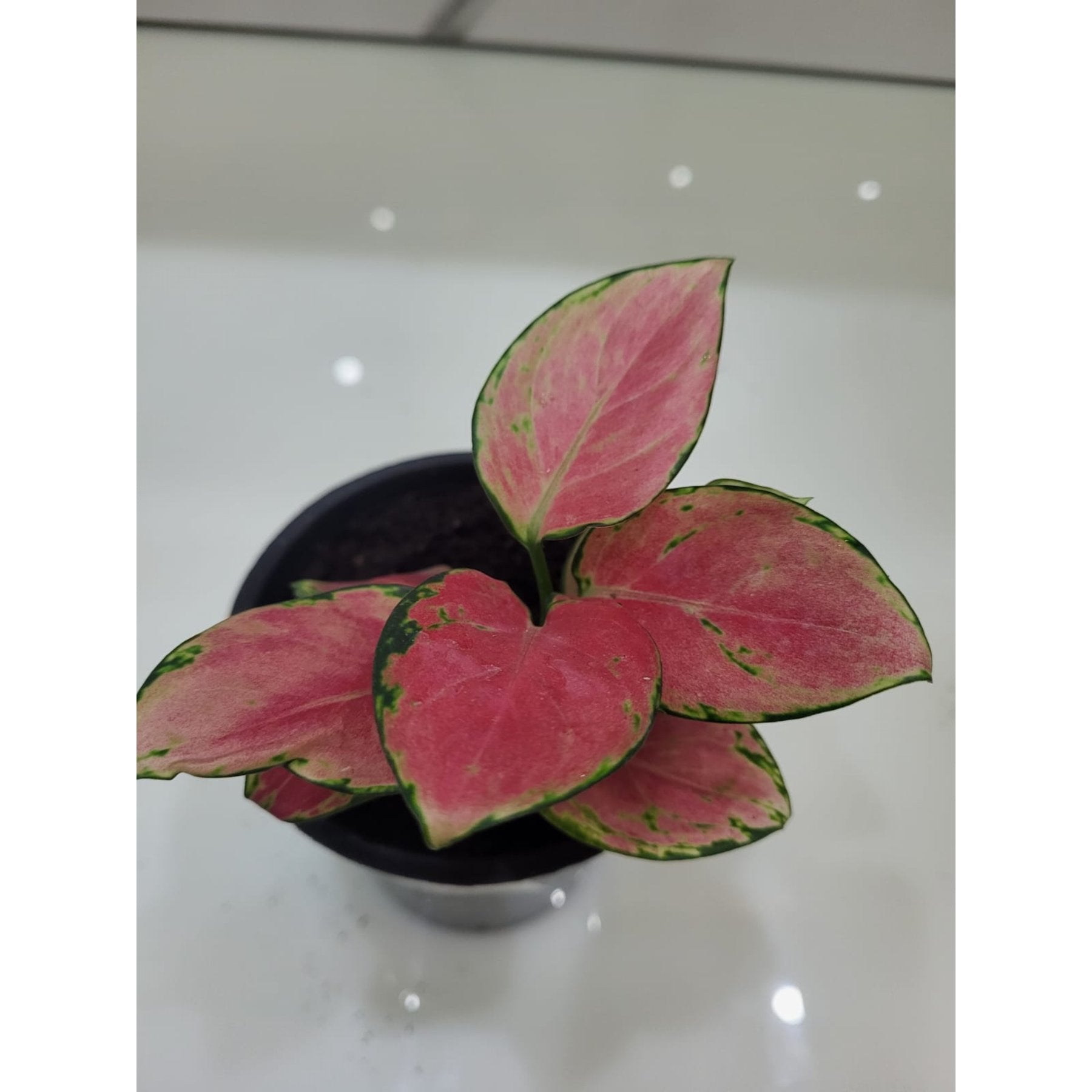 Aglaonema Pink potted indoor plant – ships pan-India