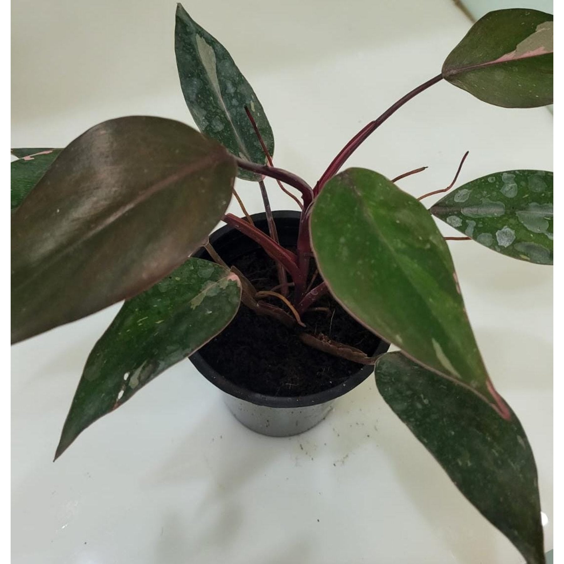 Philodendron Pink Princess potted indoor plant – ships pan-India