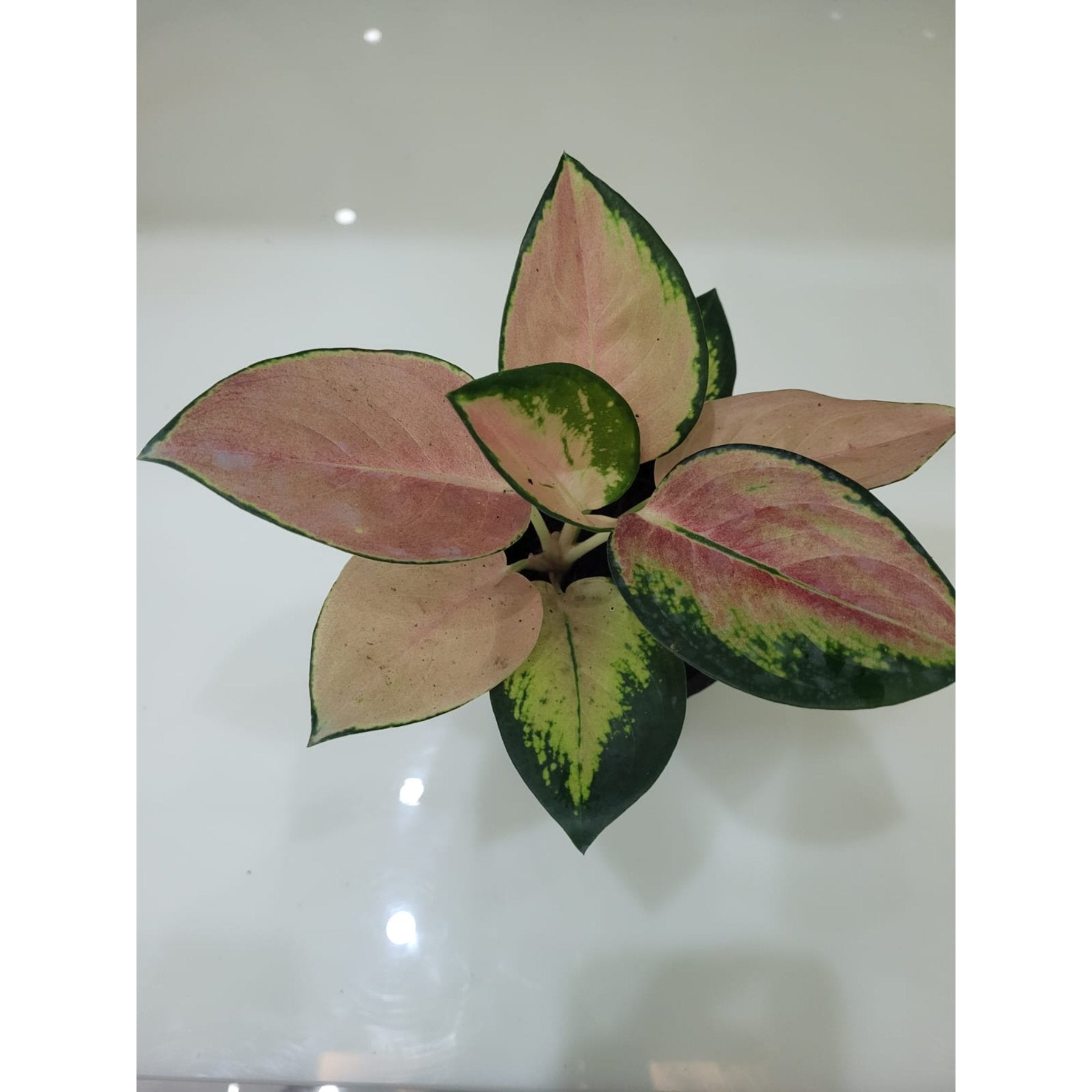 Aglaonema Sultan Brunei potted indoor plant – ships pan-India