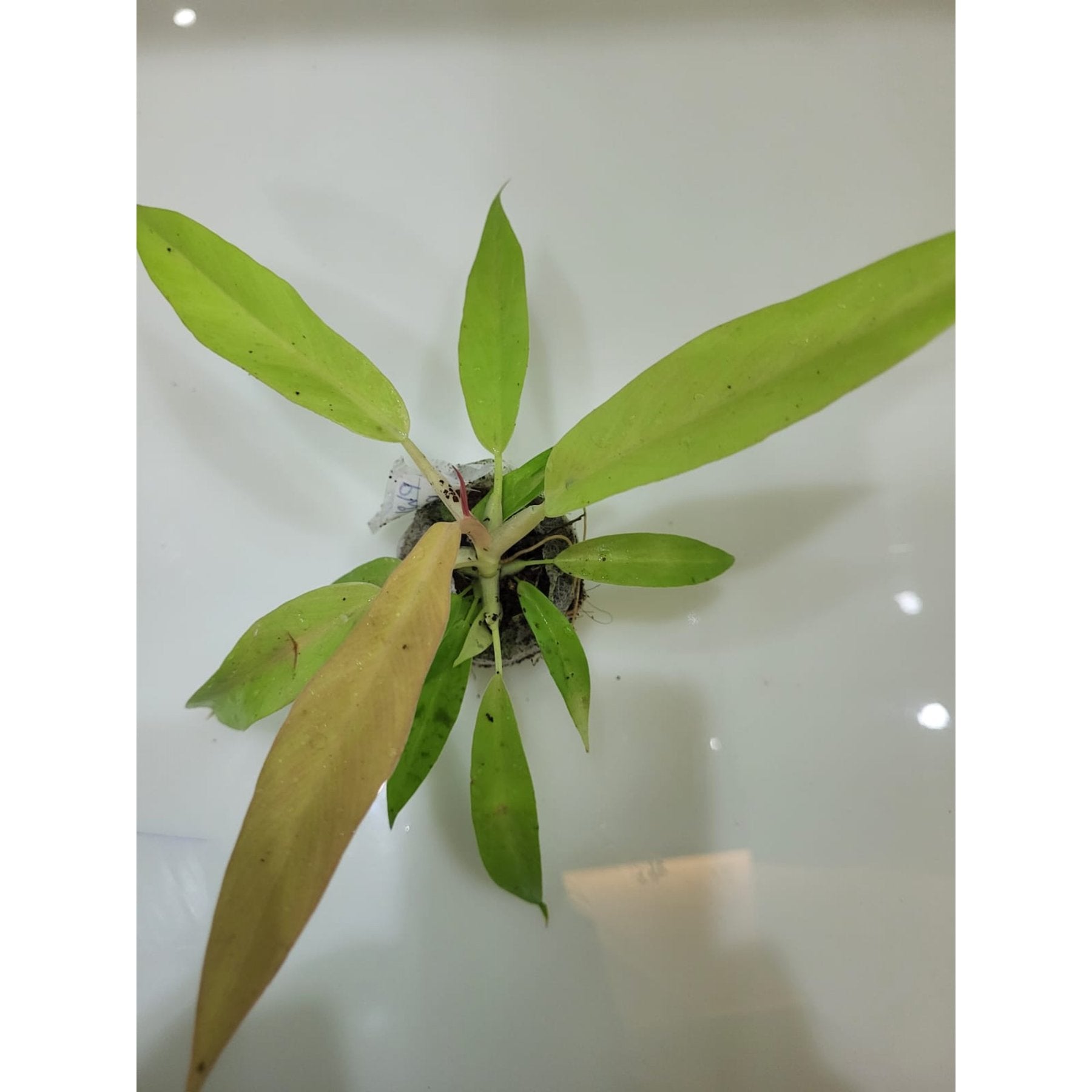 Philodendron Ring Of Fire Gold potted indoor plant – ships pan-India