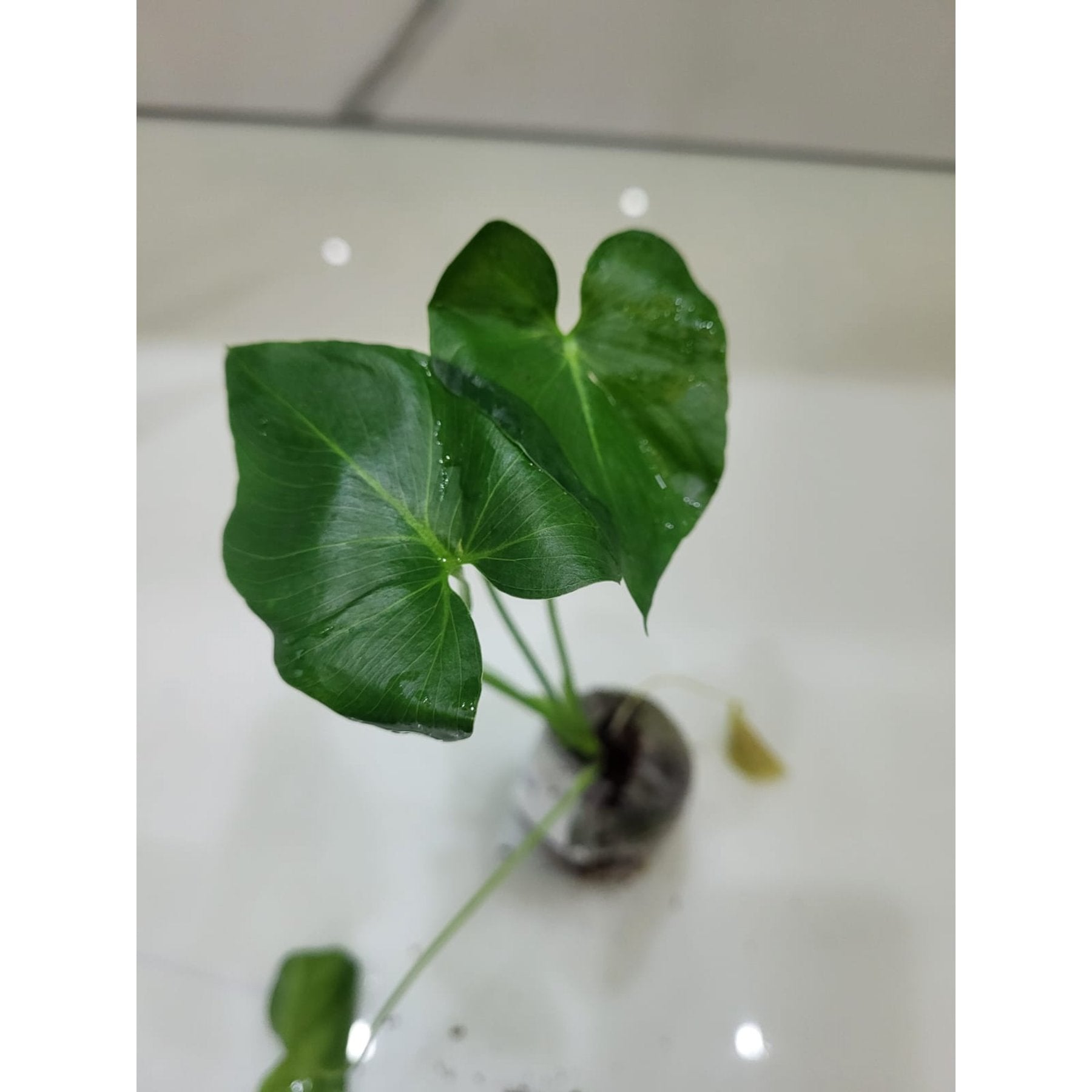 Philodendron Selloum Green leaf details and texture – healthy indoor plant