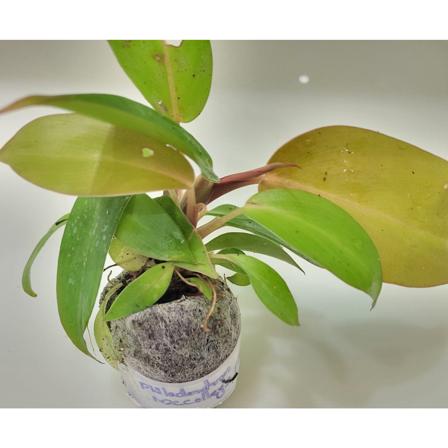 Philodendron Mccolley's Final potted indoor plant – ships pan-India